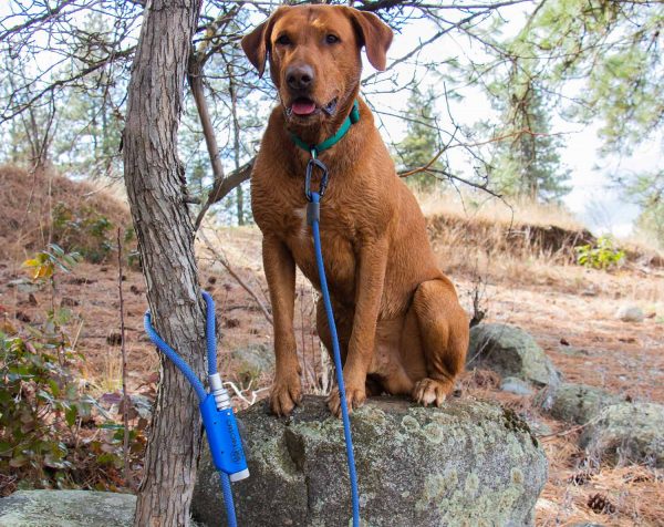 NOBO Leash | Corso - Image 4