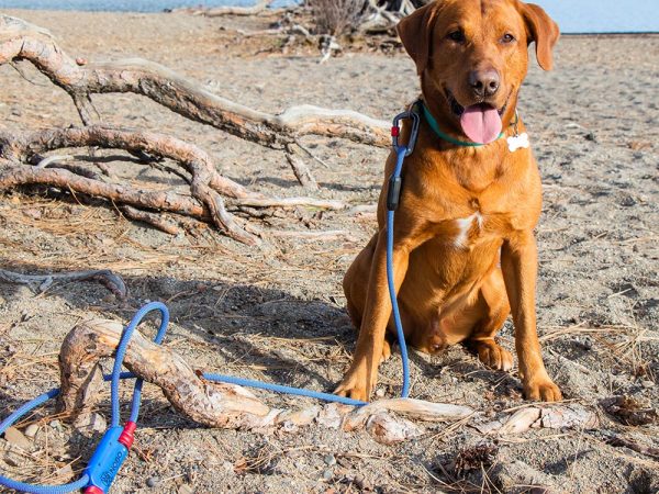NOBO Leash | Wonder Dog - Image 4
