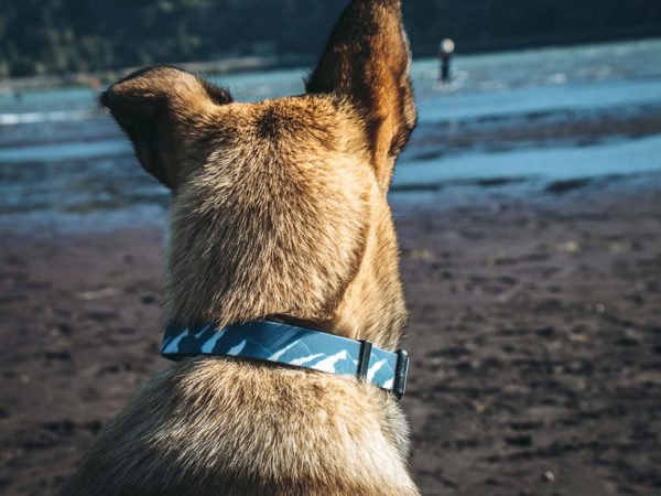 NOBO Collar | Pathfinder - Image 5