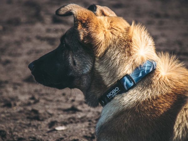 NOBO Collar | Pathfinder - Image 3